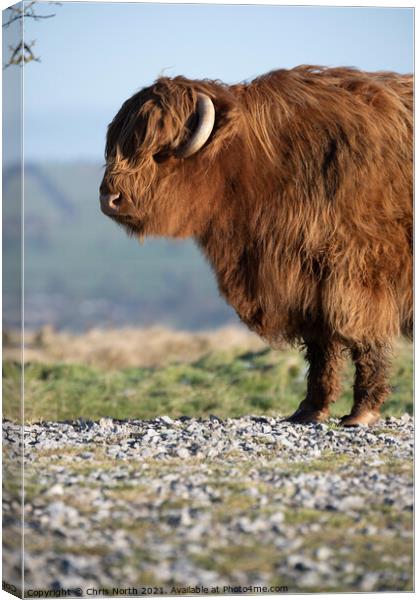 Highland cattle on Ilkley Moor Canvas Print by Chris North