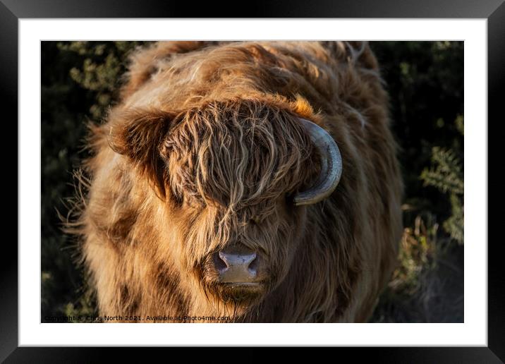 Highland cattle on Ilkley Moor Framed Mounted Print by Chris North
