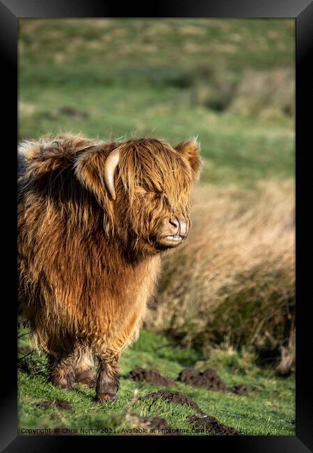Highland cattle on Ilkley Moor Framed Print by Chris North