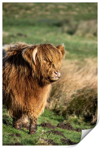 Highland cattle on Ilkley Moor Print by Chris North
