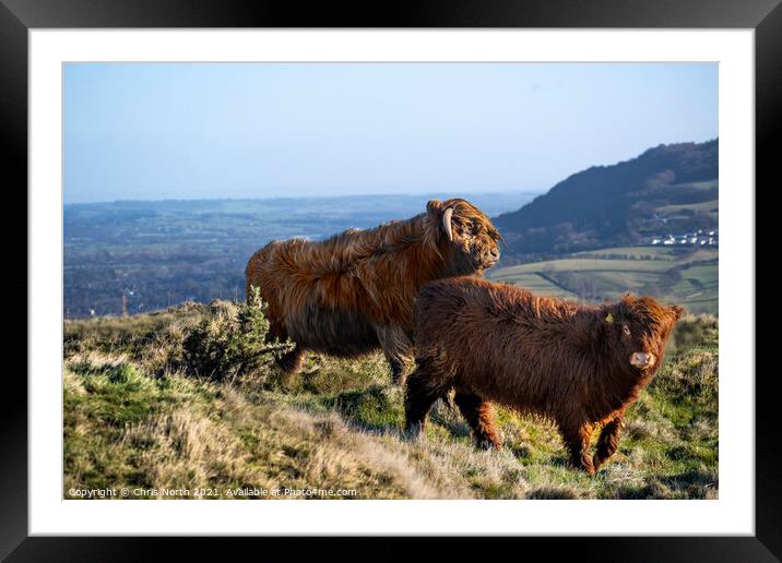  Highland cattle grazing on Ilkley moor. Framed Mounted Print by Chris North