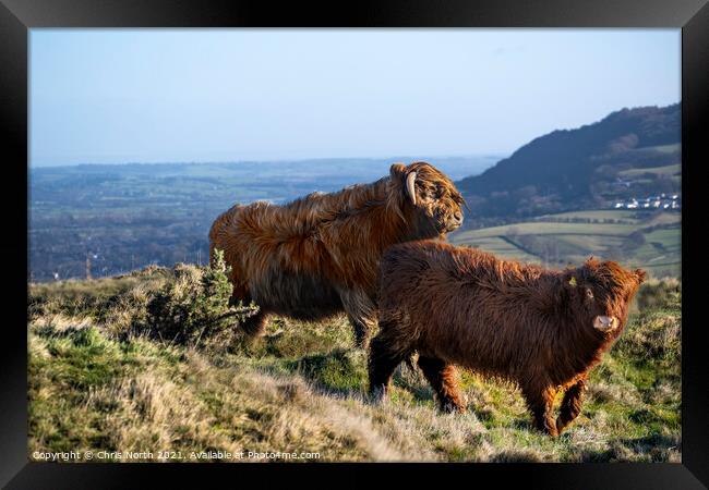  Highland cattle grazing on Ilkley moor. Framed Print by Chris North