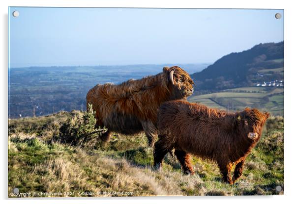  Highland cattle grazing on Ilkley moor. Acrylic by Chris North
