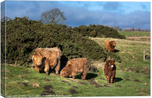  Highland cattle grazing on Ilkley moor. Canvas Print by Chris North
