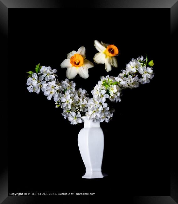 Dafodils and Apple Blossom in a vase 143 Framed Print by PHILIP CHALK