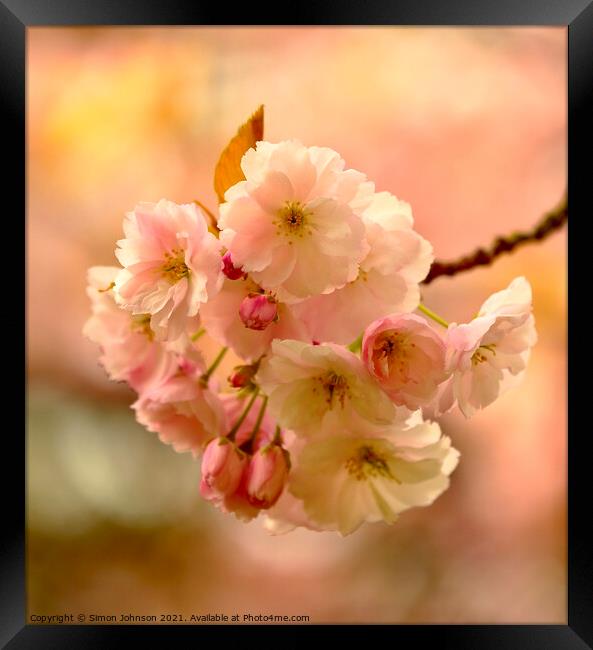 Sunlit spring blossom Framed Print by Simon Johnson