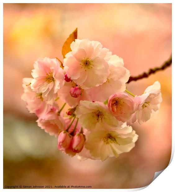 Sunlit spring blossom Print by Simon Johnson
