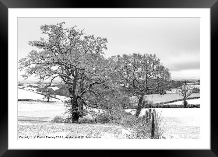 Snowy Oaks in Monochrome Framed Mounted Print by David Tinsley