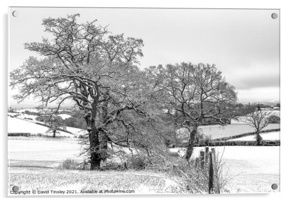 Snowy Oaks in Monochrome Acrylic by David Tinsley