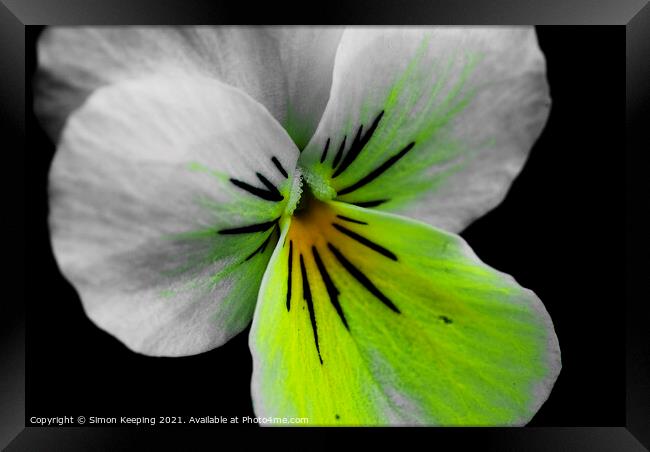 ABSTRACT PANSY Framed Print by Simon Keeping