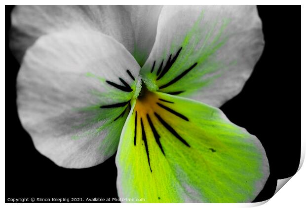 ABSTRACT PANSY Print by Simon Keeping