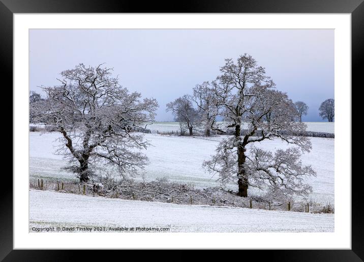 Snowy Oaks No.1 Framed Mounted Print by David Tinsley