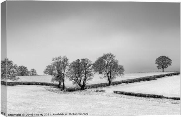 Snowy Oak Landscape Canvas Print by David Tinsley