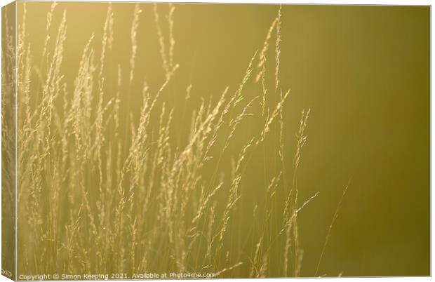 GOLDEN GRASS STEMS AND SEEDS Canvas Print by Simon Keeping
