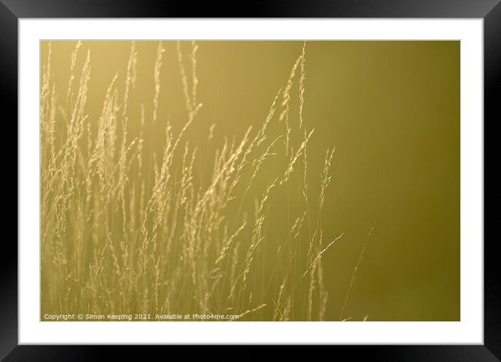 GOLDEN GRASS STEMS AND SEEDS Framed Mounted Print by Simon Keeping