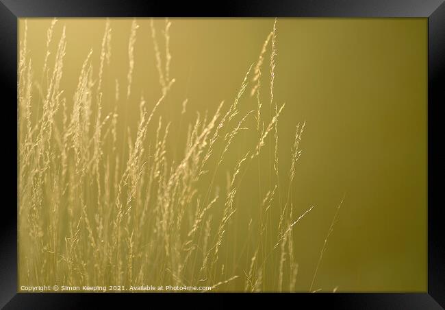 GOLDEN GRASS STEMS AND SEEDS Framed Print by Simon Keeping