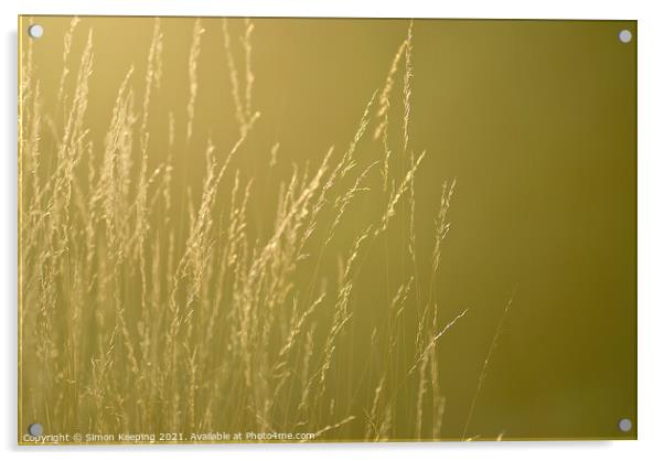 GOLDEN GRASS STEMS AND SEEDS Acrylic by Simon Keeping