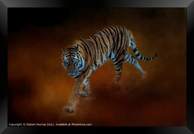 Amur Tiger Framed Print by Robert Murray