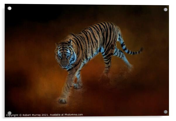 Amur Tiger Acrylic by Robert Murray