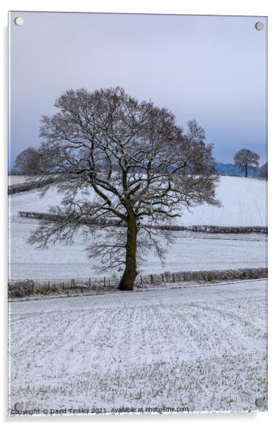 Snowy Oaks No.2 Acrylic by David Tinsley