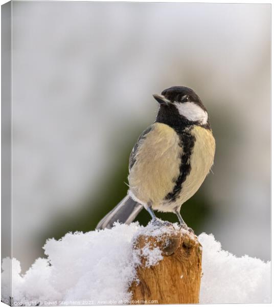 Great tit in the snow Canvas Print by David Stephens