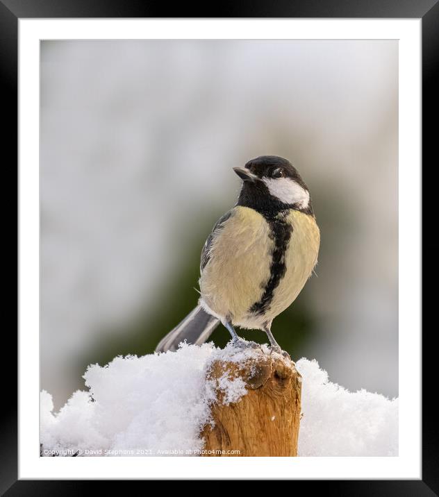 Great tit in the snow Framed Mounted Print by David Stephens
