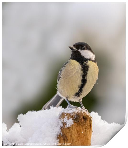 Great tit in the snow Print by David Stephens