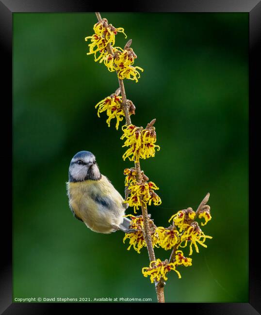 A small bird perched on a flower Framed Print by David Stephens