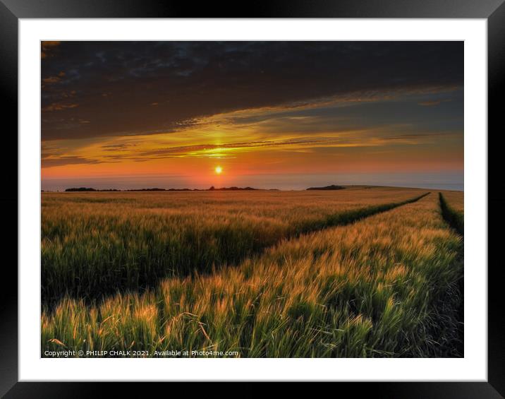 cornfield in Pembrokeshire coast 144 Framed Mounted Print by PHILIP CHALK