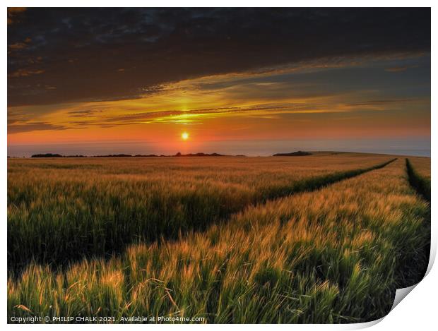 cornfield in Pembrokeshire coast 144 Print by PHILIP CHALK