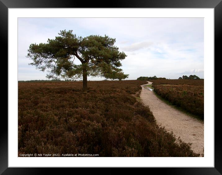 Lone tree next to footpath Framed Mounted Print by Nik Taylor