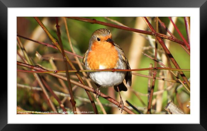 Robin Framed Mounted Print by Ryan Lewis