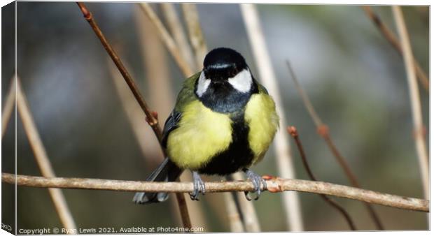 Great Tit Canvas Print by Ryan Lewis