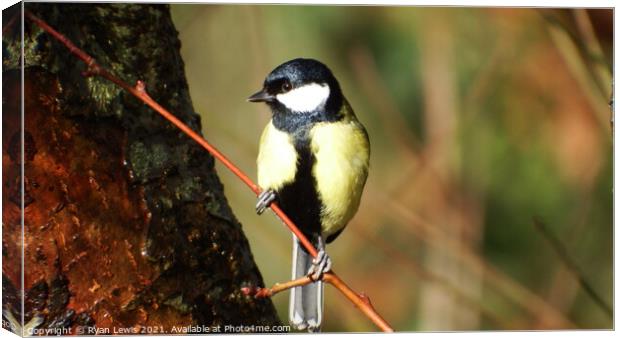 Great Tit Canvas Print by Ryan Lewis