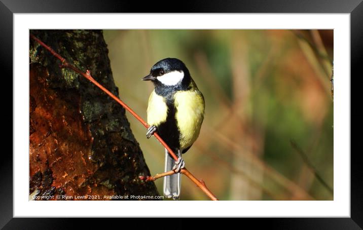 Great Tit Framed Mounted Print by Ryan Lewis
