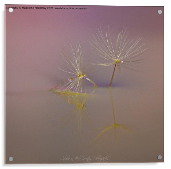 Droplets on Dandylion Seeds Acrylic by Madeleine McCarthy