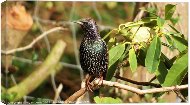Starling Canvas Print by Ryan Lewis