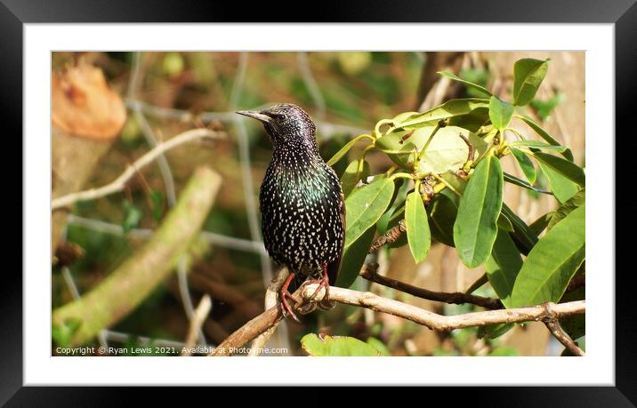 Starling Framed Mounted Print by Ryan Lewis