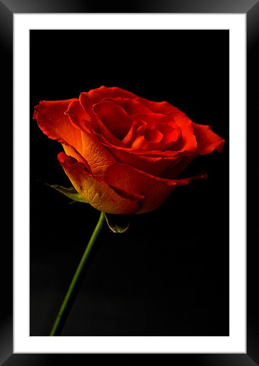 Orange Rose Framed Mounted Print by Steve Purnell