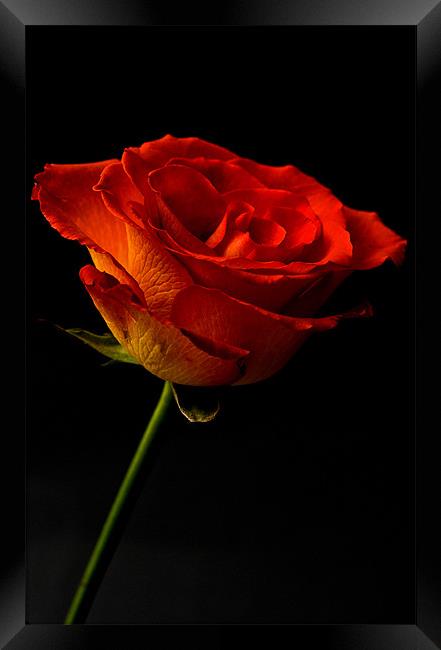 Orange Rose Framed Print by Steve Purnell