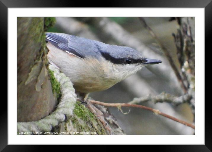 A small bird perched on a tree branch Framed Mounted Print by Ryan Lewis