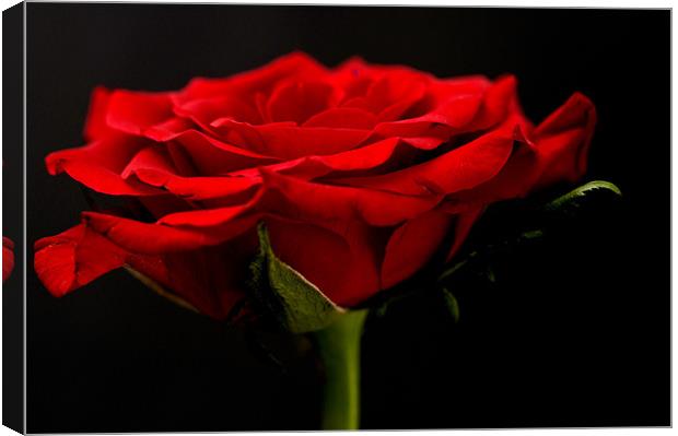 Red Rose On Black Background Canvas Print by Steve Purnell
