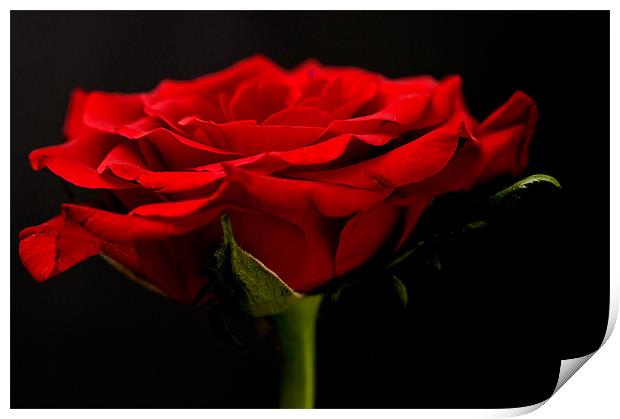 Red Rose On Black Background Print by Steve Purnell