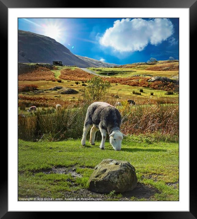The Happy Herdwick Framed Mounted Print by ROS RIDLEY