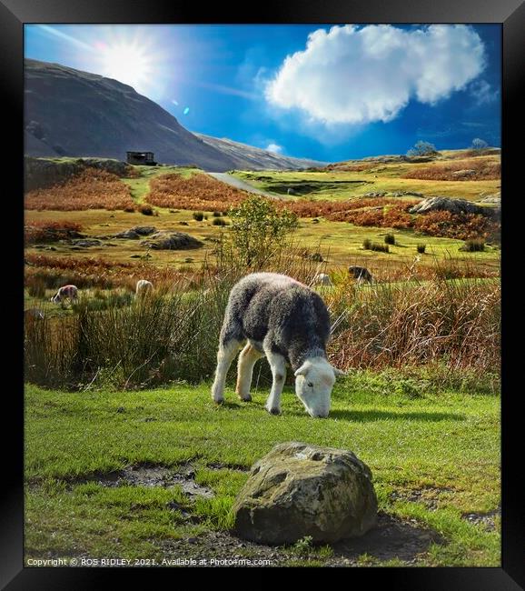 The Happy Herdwick Framed Print by ROS RIDLEY