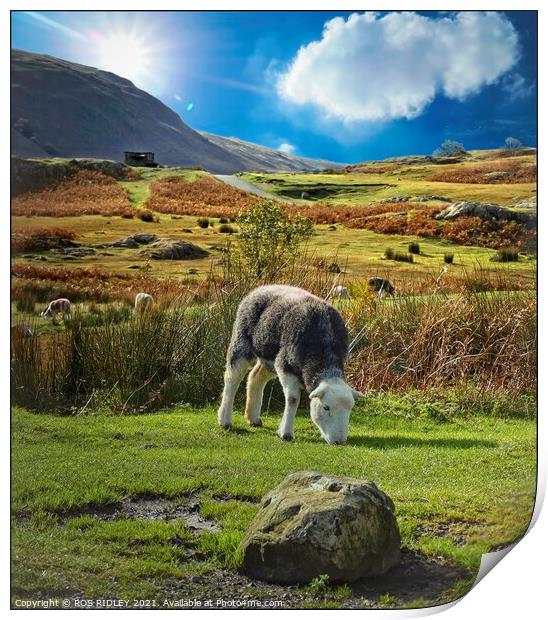 The Happy Herdwick Print by ROS RIDLEY