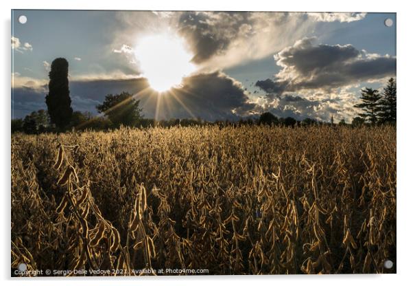 field at sunset Acrylic by Sergio Delle Vedove