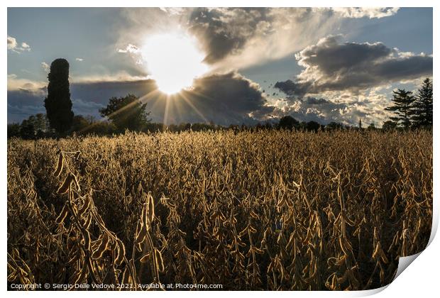 field at sunset Print by Sergio Delle Vedove