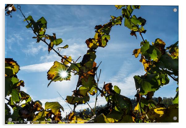 A vine plant Acrylic by Sergio Delle Vedove
