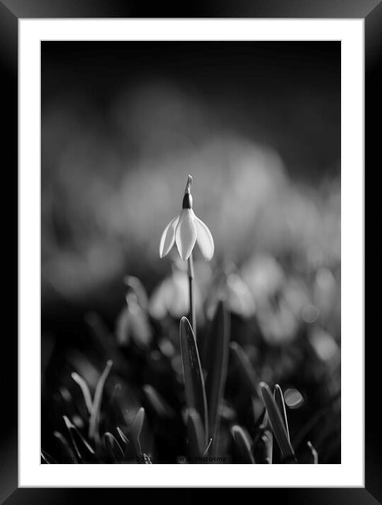 Snowdrop standing to attention Framed Mounted Print by Simon Johnson